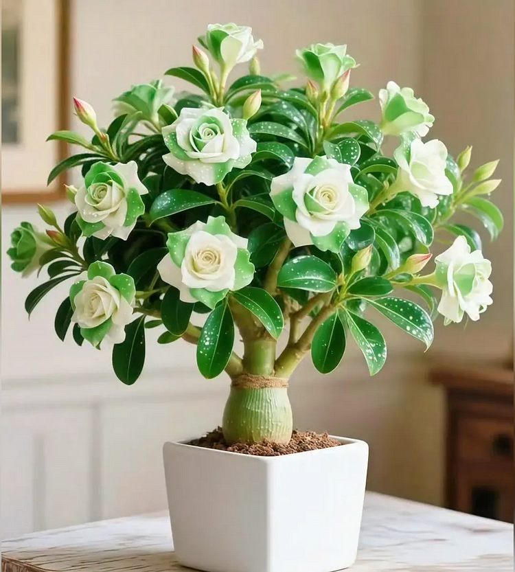 🌵 Desert Rose – Exotic Blooms, Effortless Beauty! 🌺✨