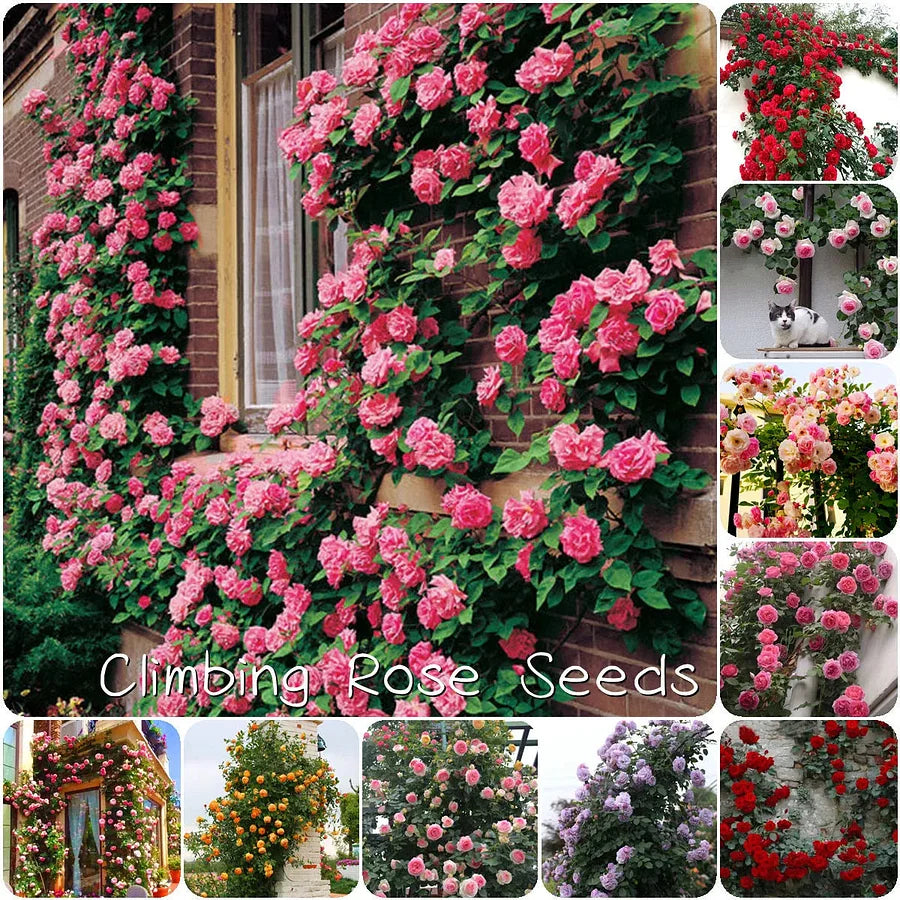 🌹Climbing Vine Rose Seeds – Transform Your Garden Into a Blooming Rose Wall