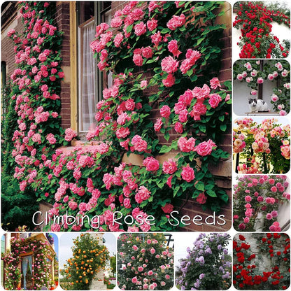 🌹Climbing Vine Rose Seeds – Transform Your Garden Into a Blooming Rose Wall