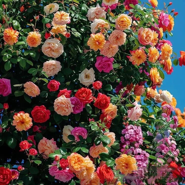 🌹Climbing Vine Rose Seeds – Transform Your Garden Into a Blooming Rose Wall
