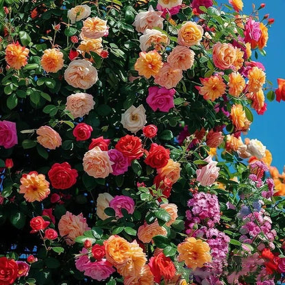 🌹Climbing Vine Rose Seeds – Transform Your Garden Into a Blooming Rose Wall
