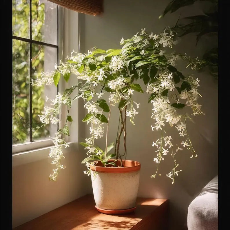 ✨ Midnight Perfume Series Seeds : Pure White Jasmine – Your Soft Night Bloom Scent