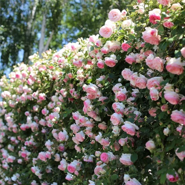 🌹Climbing Vine Rose Seeds – Transform Your Garden Into a Blooming Rose Wall