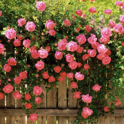 🌹Climbing Vine Rose Seeds – Transform Your Garden Into a Blooming Rose Wall