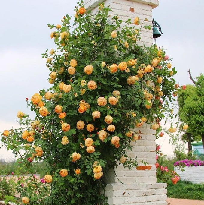 🌹Climbing Vine Rose Seeds – Transform Your Garden Into a Blooming Rose Wall