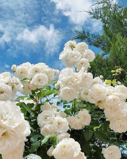 🌹Climbing Vine Rose Seeds – Transform Your Garden Into a Blooming Rose Wall