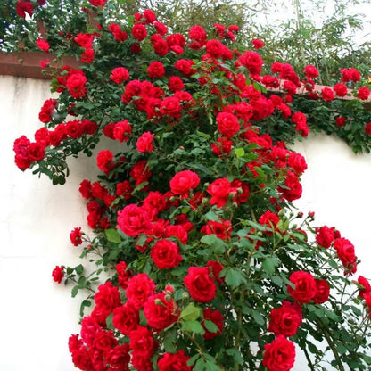 🌹Climbing Vine Rose Seeds – Transform Your Garden Into a Blooming Rose Wall