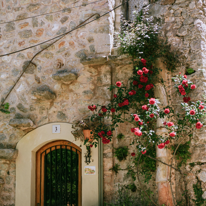 🌹Climbing Vine Rose Seeds – Transform Your Garden Into a Blooming Rose Wall