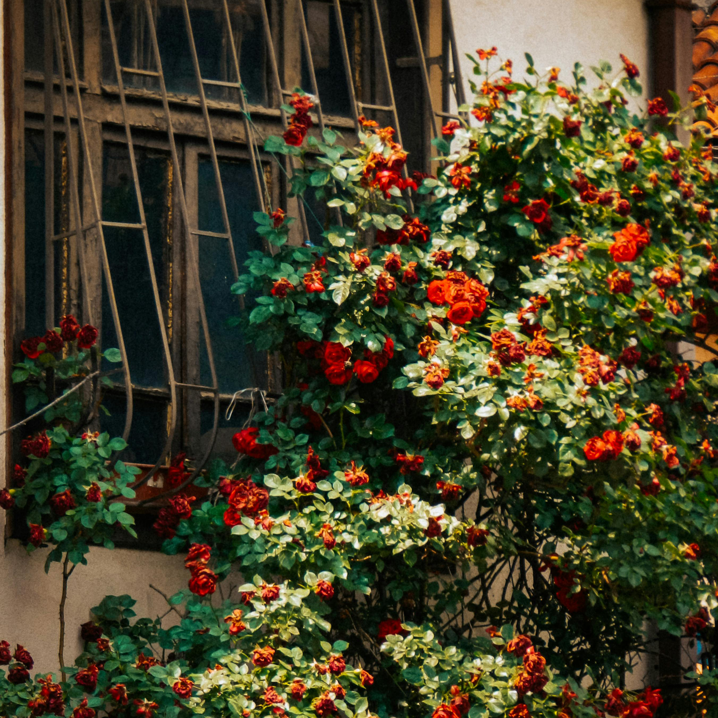 🌹Climbing Vine Rose Seeds – Transform Your Garden Into a Blooming Rose Wall
