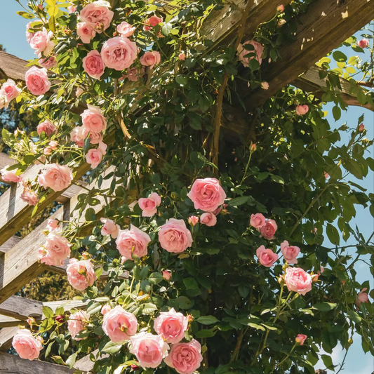 🌹Climbing Vine Rose Seeds – Transform Your Garden Into a Blooming Rose Wall