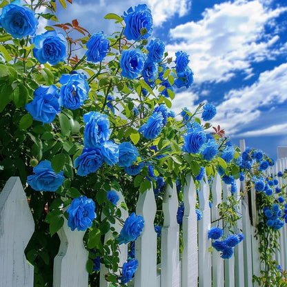 🌹Climbing Vine Rose Seeds – Transform Your Garden Into a Blooming Rose Wall
