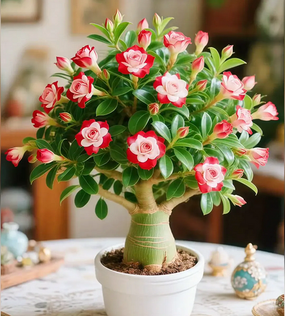 🌵 Desert Rose – Exotic Blooms, Effortless Beauty! 🌺✨