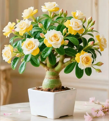 🌵 Desert Rose – Exotic Blooms, Effortless Beauty! 🌺✨