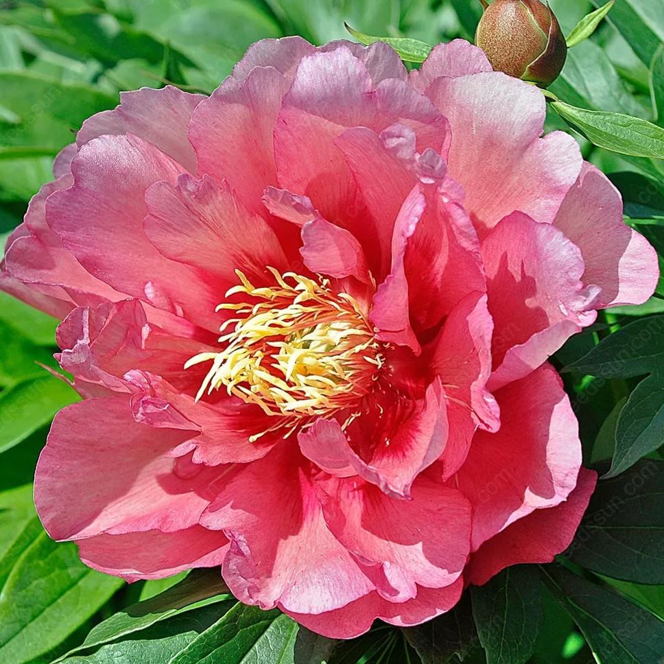 🌸 Double Climbing Peony Vine Hardy Perennial Garden Climber for Indoor & Outdoor Beauty