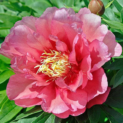 🌸 Double Climbing Peony Vine Hardy Perennial Garden Climber for Indoor & Outdoor Beauty