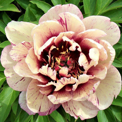 🌸 Double Climbing Peony Vine Hardy Perennial Garden Climber for Indoor & Outdoor Beauty