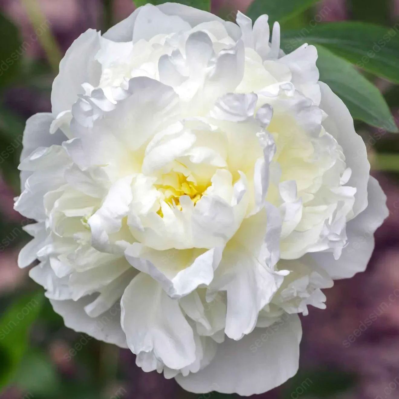 🌸 Double Climbing Peony Vine Hardy Perennial Garden Climber for Indoor & Outdoor Beauty