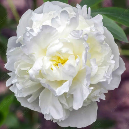 🌸 Double Climbing Peony Vine Hardy Perennial Garden Climber for Indoor & Outdoor Beauty