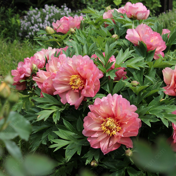 🌸 Double Climbing Peony Vine Hardy Perennial Garden Climber for Indoor & Outdoor Beauty