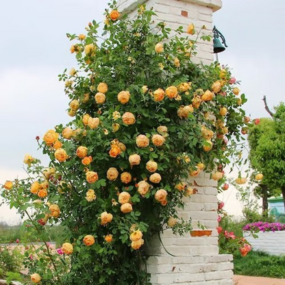 🌹Climbing Vine Rose Seeds – Transform Your Garden Into a Blooming Rose Wall