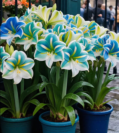 🌺Double-Petaled Perfume Amaryllis Bulbs🌺